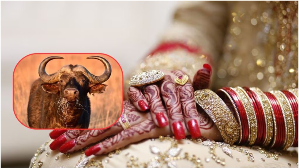 The in-laws caught the woman trying to get a second marriage without divorce to buy a buffalo