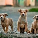 Street Dogs