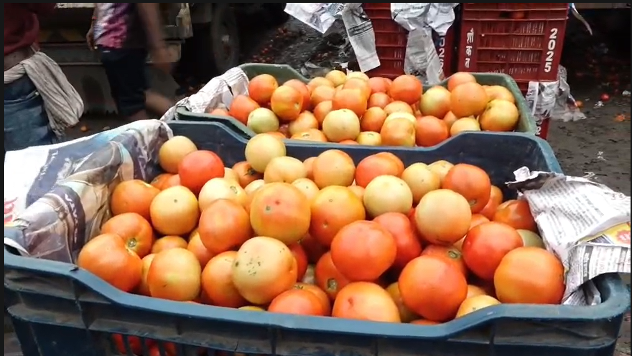 Indore: Vegetable prices increased due to heavy rains, tomato prices touched the sky read more in hindi