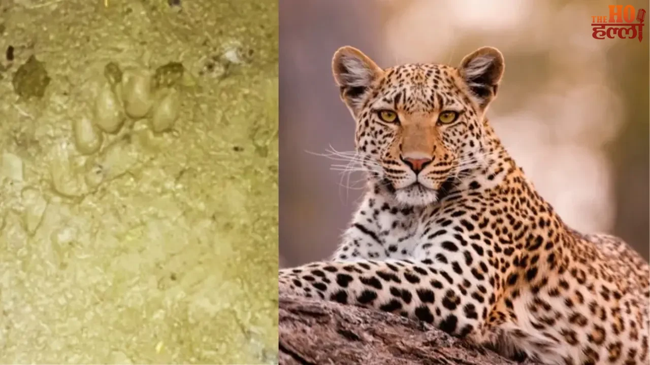 Leopard Spotted on Roof