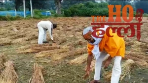 Rain Ruins Harvested Paddy Crops (1)