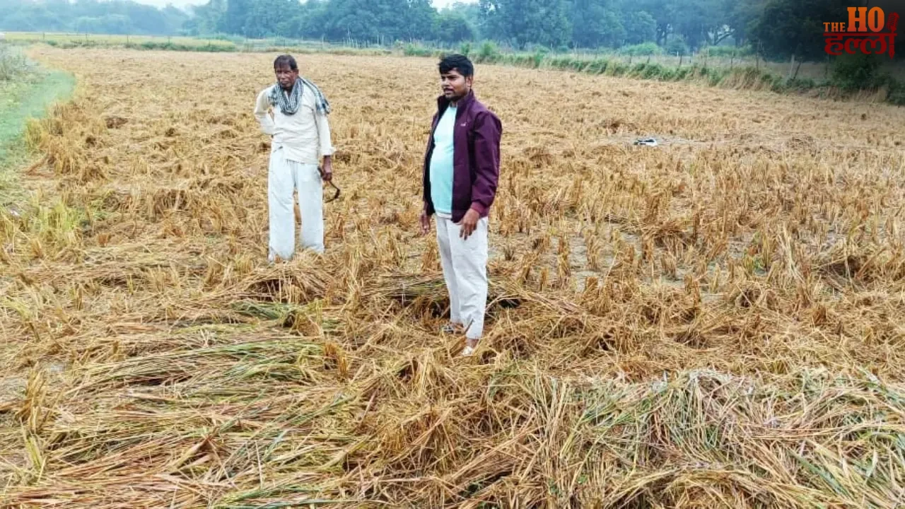 Rain Ruins Harvested Paddy Crops