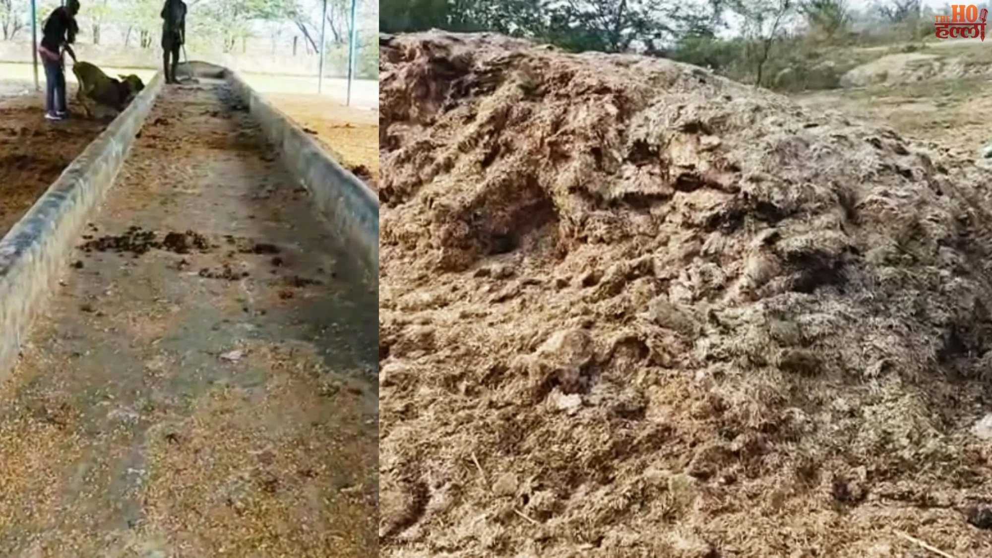 Cow Shelter Negligence Tons of Fodder Rot Outside in Samaisi
