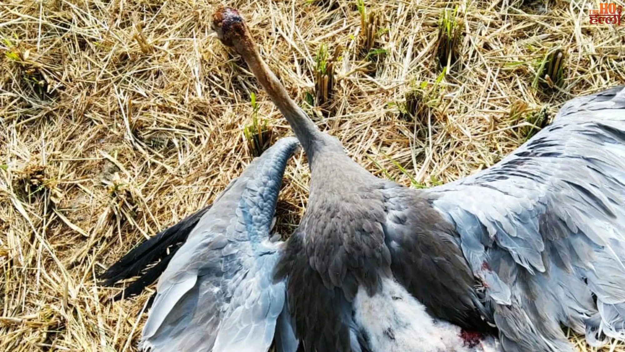 Injured State Bird Sarus Found in Lucknow, Dies During Treatment