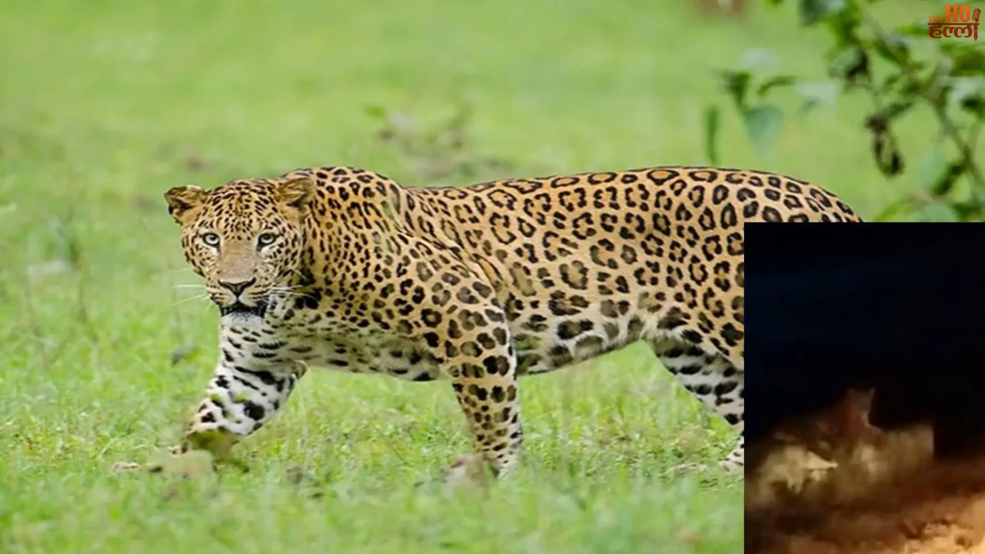 Leopard Terror in Kakori Villagers on Alert for 1.5 Months