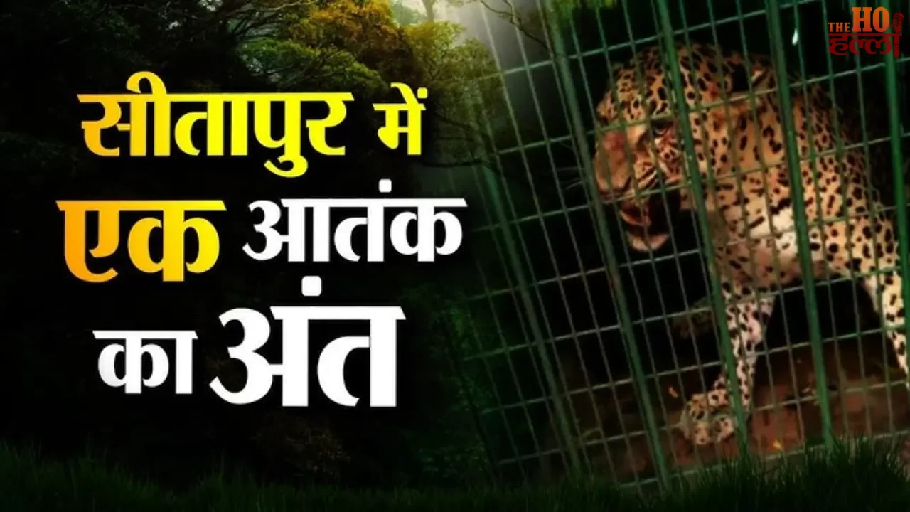 Sitapur Leopard Finally Captured (1)