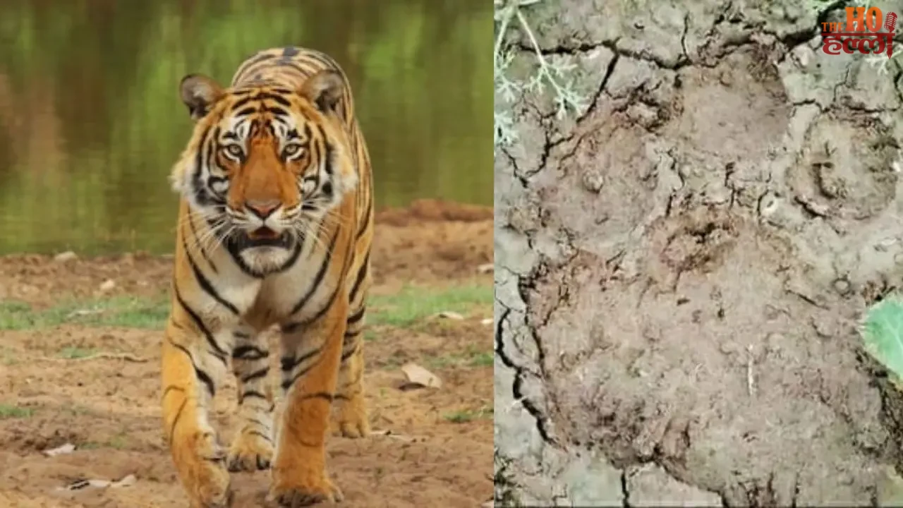 Tiger Fear Returns as Fresh Pugmarks Found in Fields