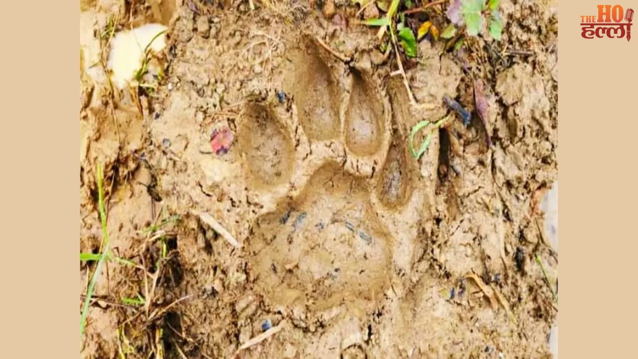 Tiger Spotted Near Village