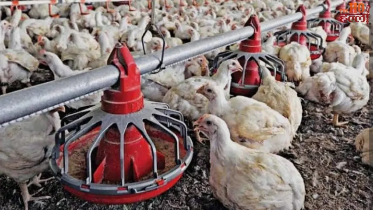 Egg Safety Concern FSSAI Orders Nationwide Checks