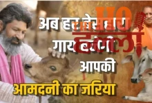 Every destitute cow will become your source of income