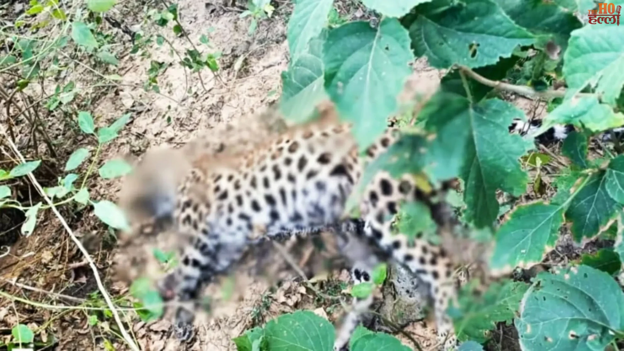 Leopard Found Dead in Hargaon Forest; Fresh Paw Prints in Maholi Trigger Panic