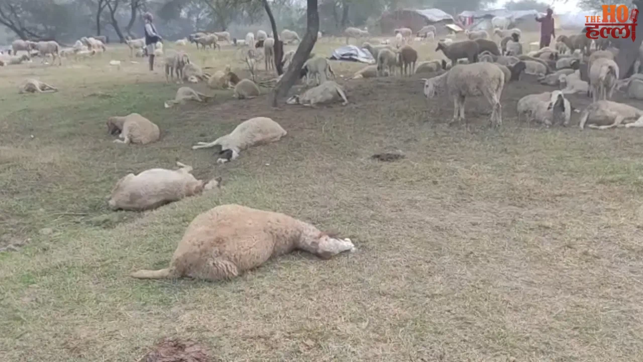 Panic Due to Death of 150 Sheep Near Rashtra Prerna