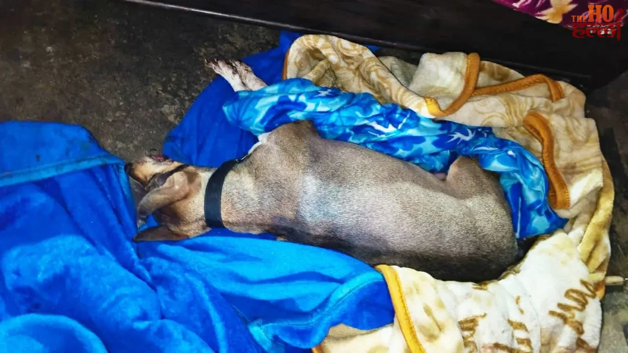 Sisters Committed Suicide Due to Worry About Their Dog