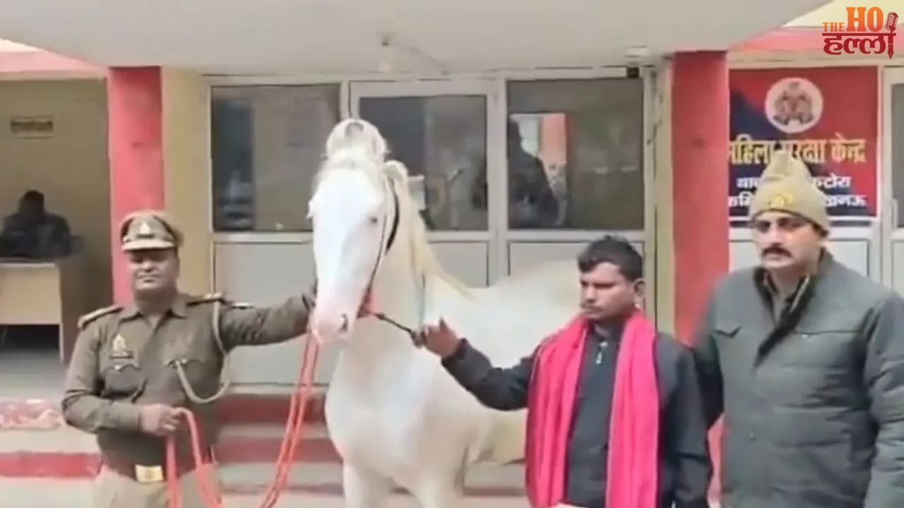 They Prayed and Offered a Reward Duldul Horse Found