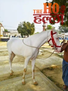 WhatsApp Image 2025-12-26 at 11.03.29 AM