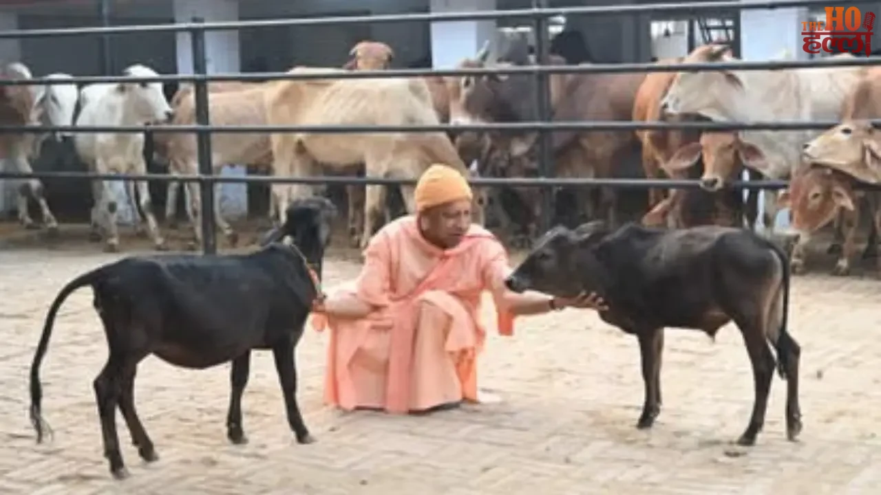 Cow Shelters in Uttar Pradesh Will Now Enhance Protection