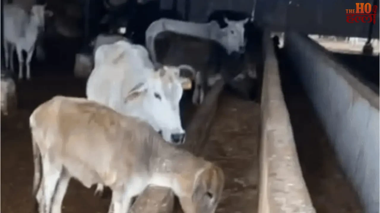 High-tech surveillance of cow shelters in Ayodhya