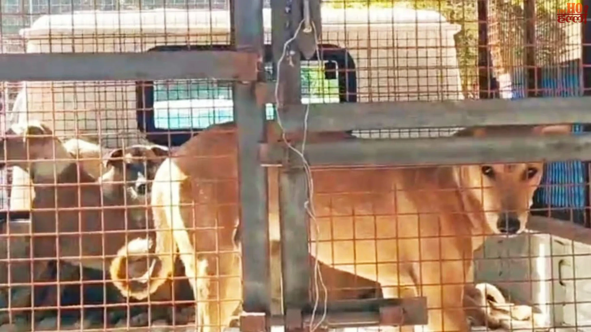 Control on Stray Dogs UP's Initiative for Safety