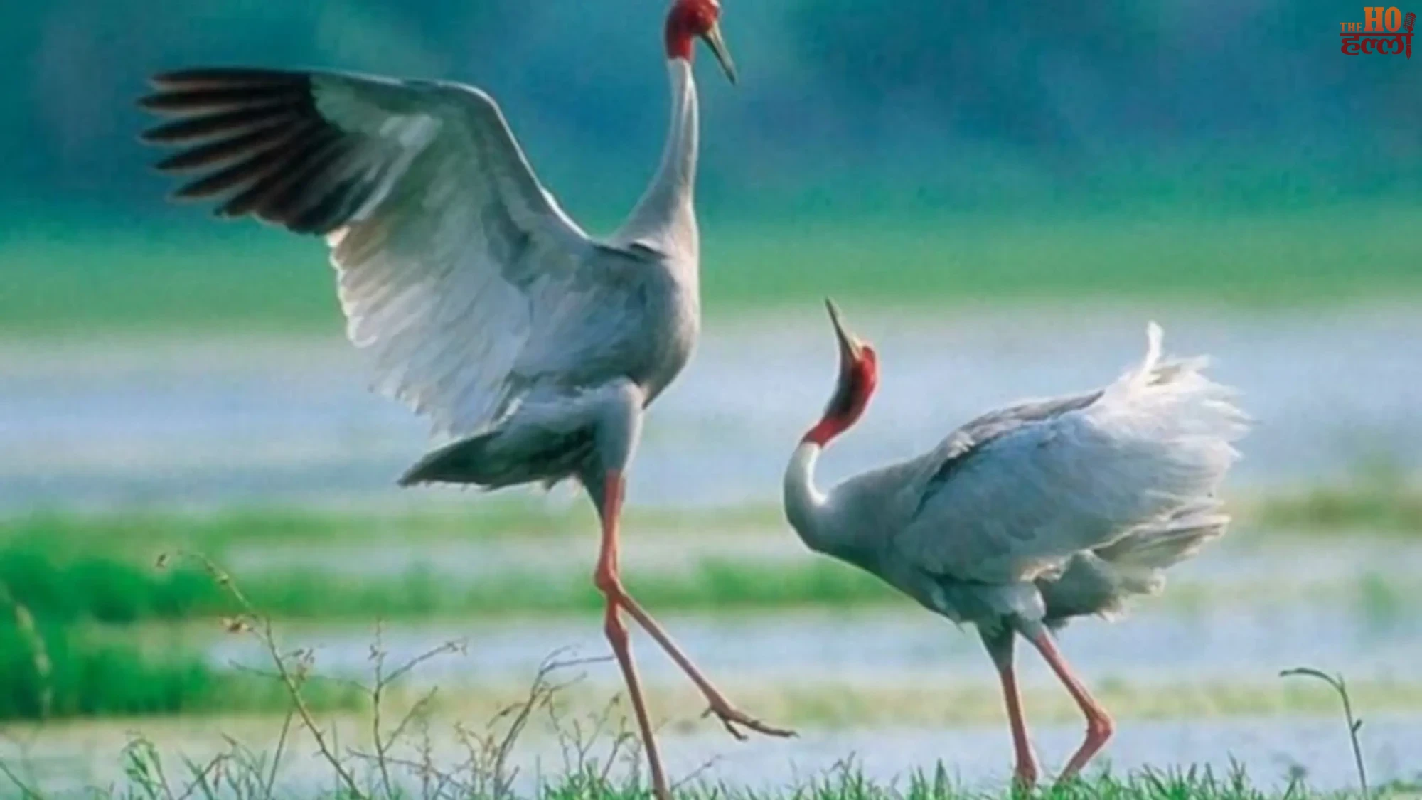 UP Saras Crane Census Etawah Leads with Birds