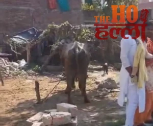 WhatsApp Image 2026-02-17 at 8.18.44 AM (1)