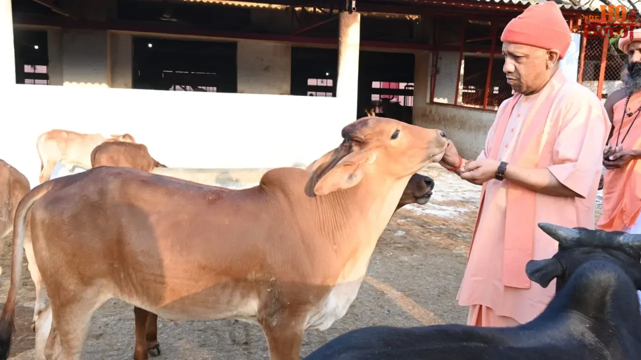 CM Yogi's Affectionate Side Feeding Nandi and Cows