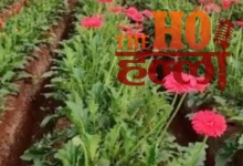 Gerbera Blossoms Change Fortunes for Farmers