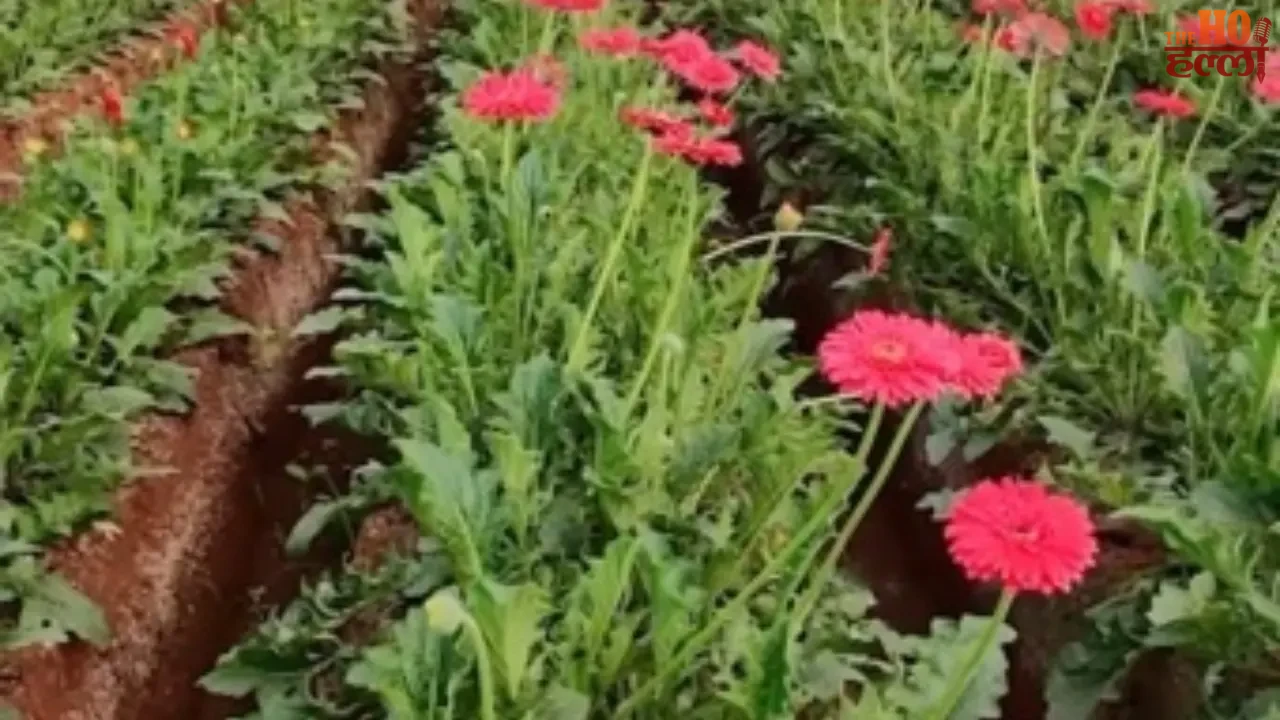 Gerbera Blossoms Change Fortunes for Farmers