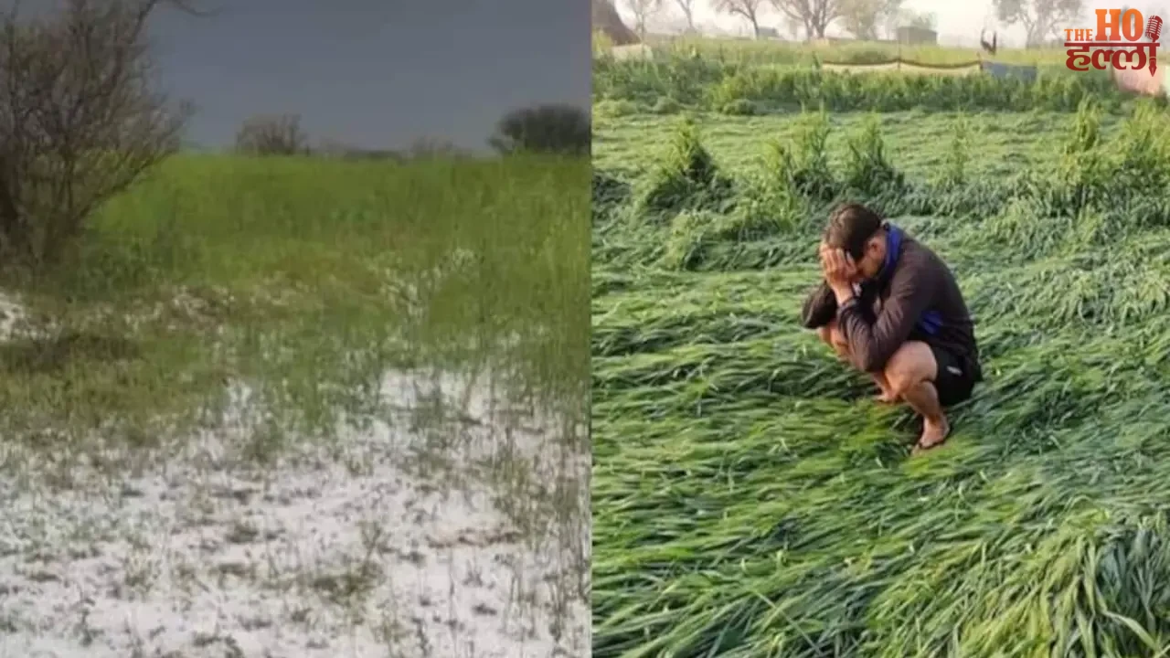 Relief to Farmers Suffering Losses Due to Hailstorm