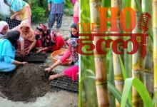 Sugarcane Seed Production Has Added Sweetness to Life