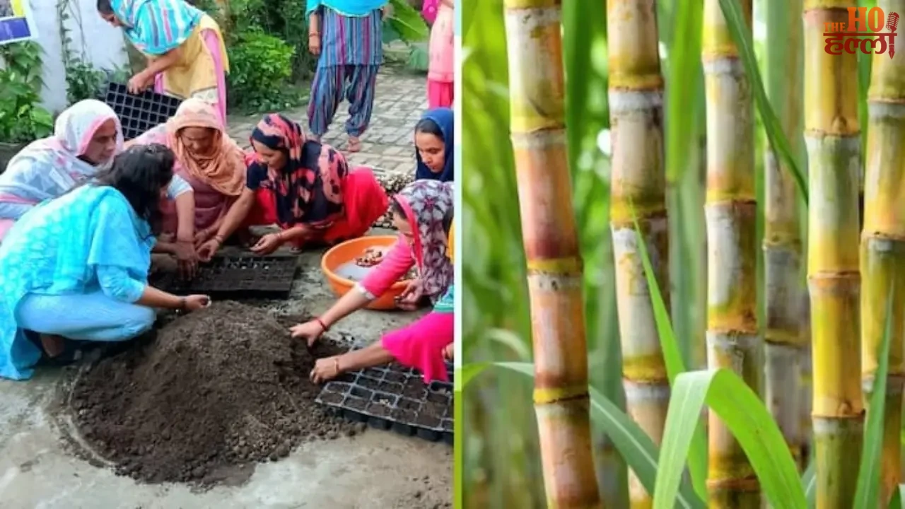 Sugarcane Seed Production Has Added Sweetness to Life
