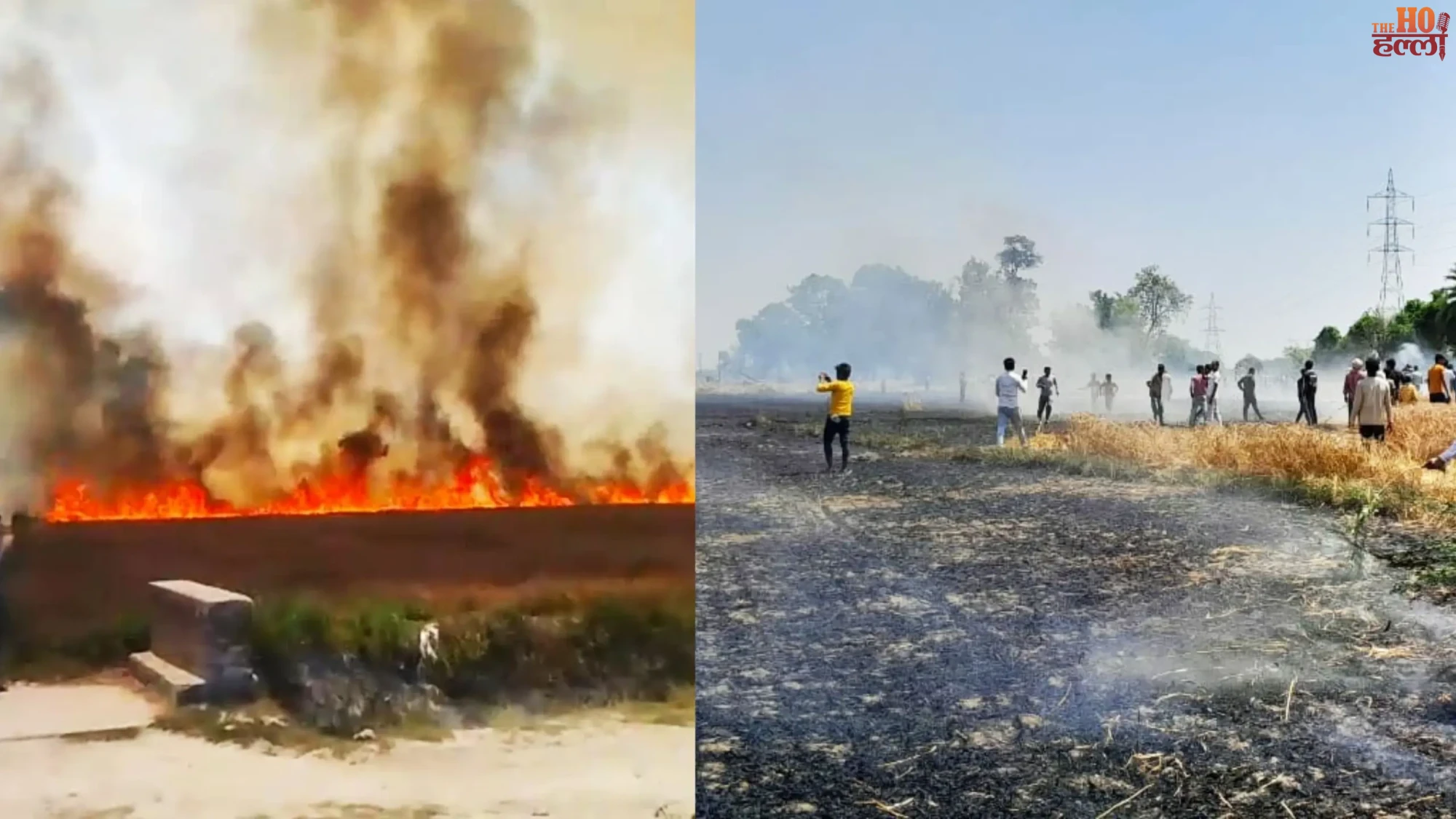 150 Bigha Wheat Crop Destroyed Farmers in Shock