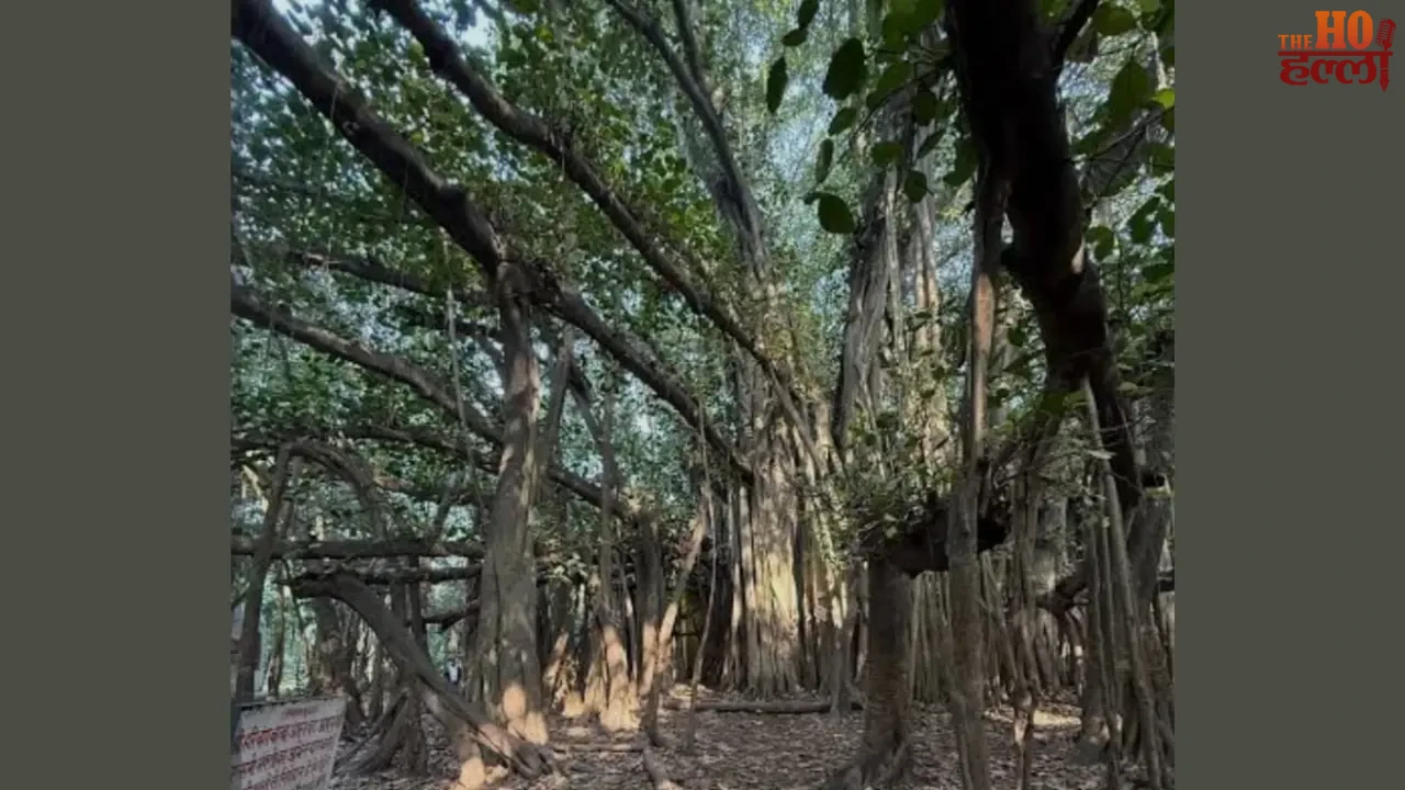 A Heritage Chart Will Be Prepared for These Old Trees