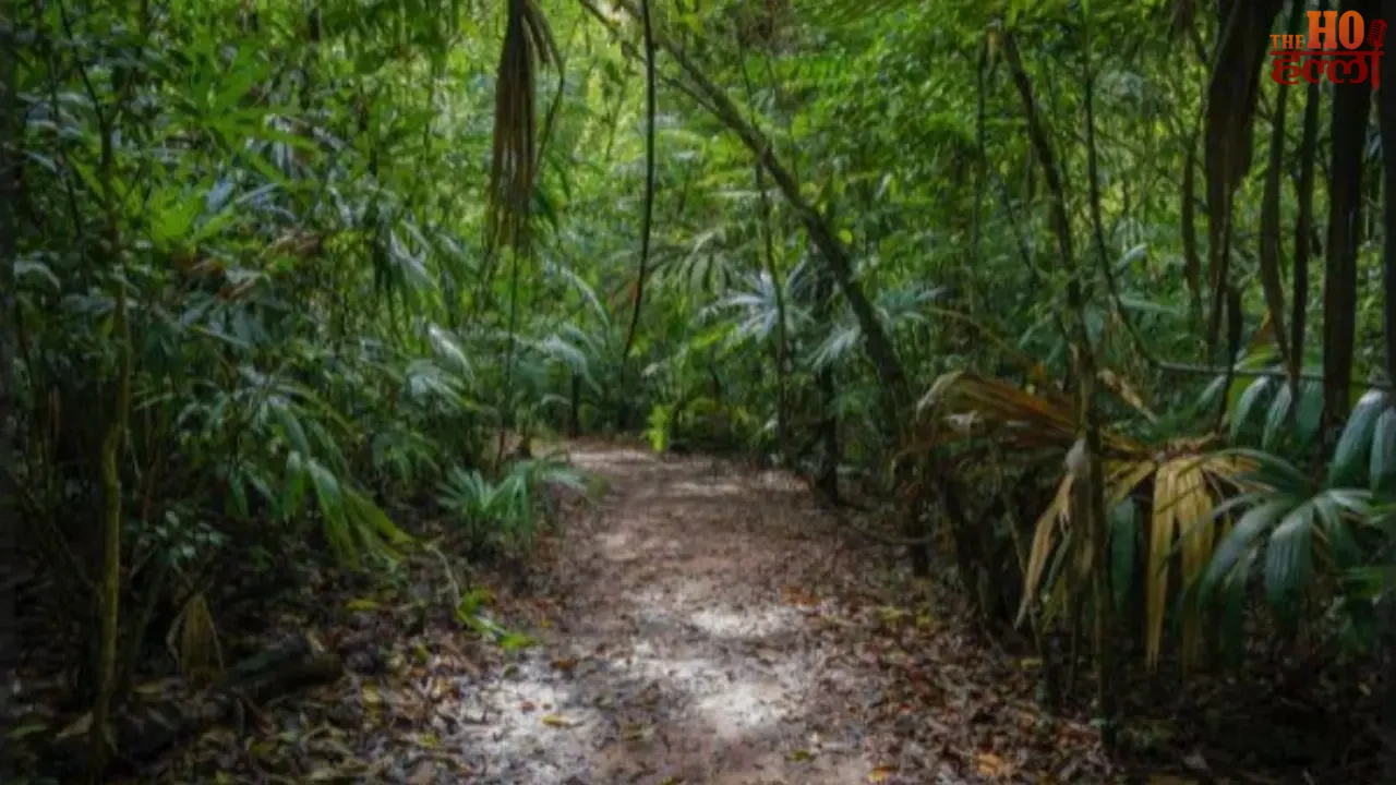 A Modern Eco-Park Will Be Set Up in Kusmhi Forest