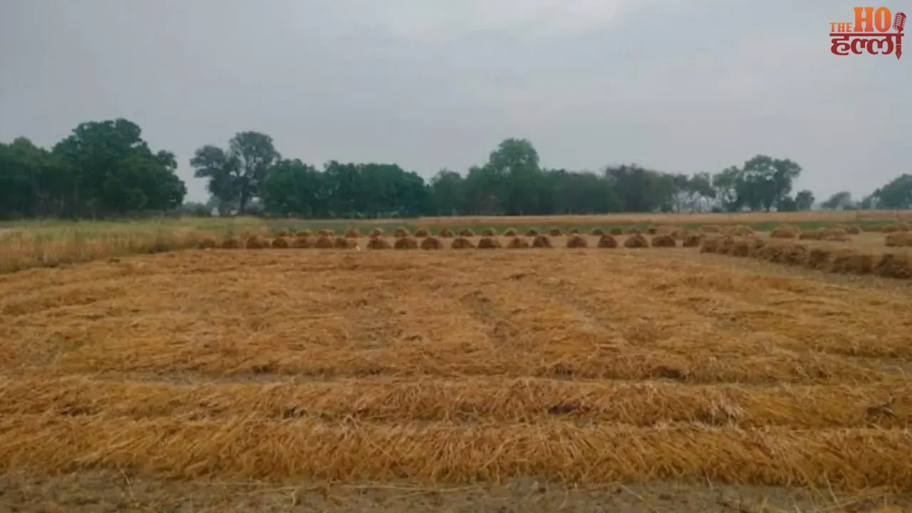 Government's Attack on Rain-Hit Farmers Relief for Wheat