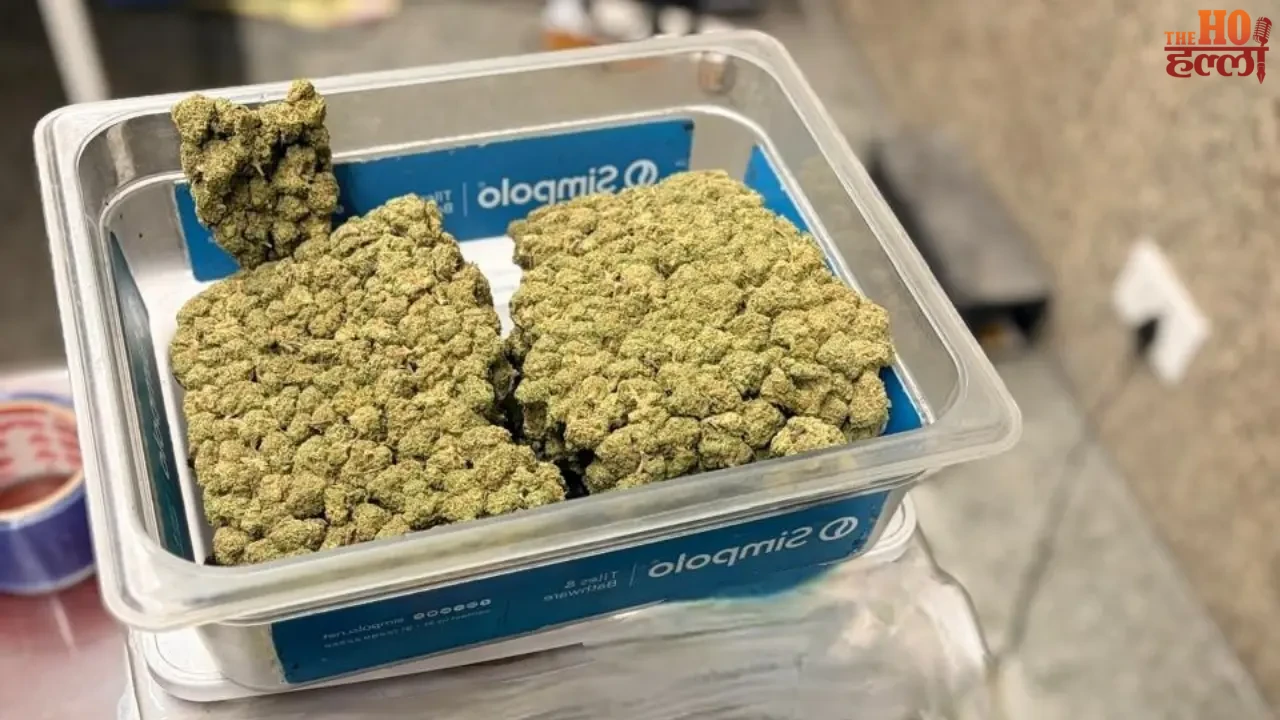 Green Gold! Discoveries of Marijuana in Lucknow Airport