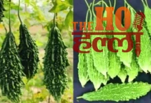 IIVR Has Made Bitter Gourd Cultivation Easier and Smarter