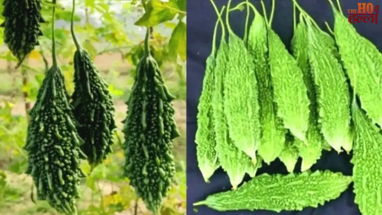 IIVR Has Made Bitter Gourd Cultivation Easier and Smarter