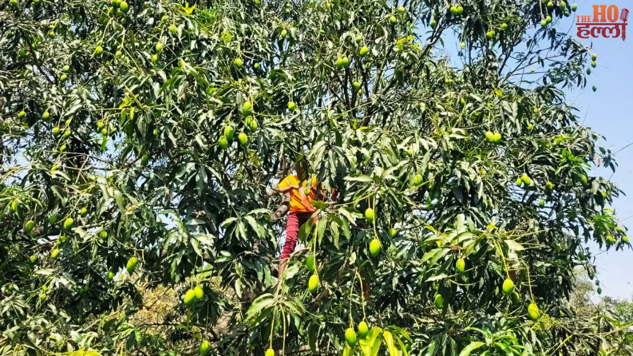 Malihabadi Mango War's Bitterness Affects Farmers' Profit