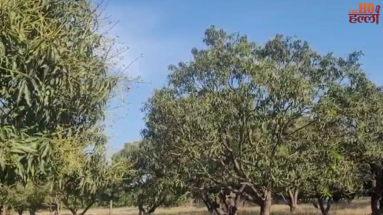 Malihabadi mangoes suffer a double whammy this year