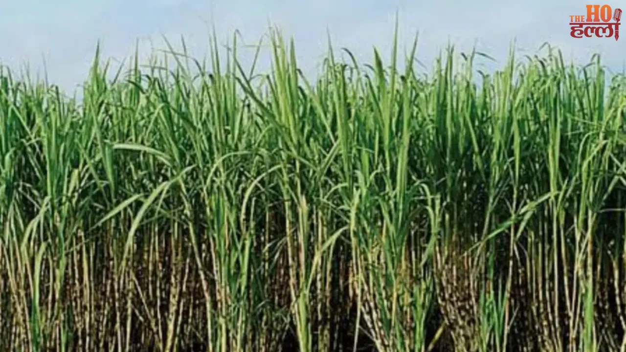 UP Government on Alert Double Pest Attack Concerns