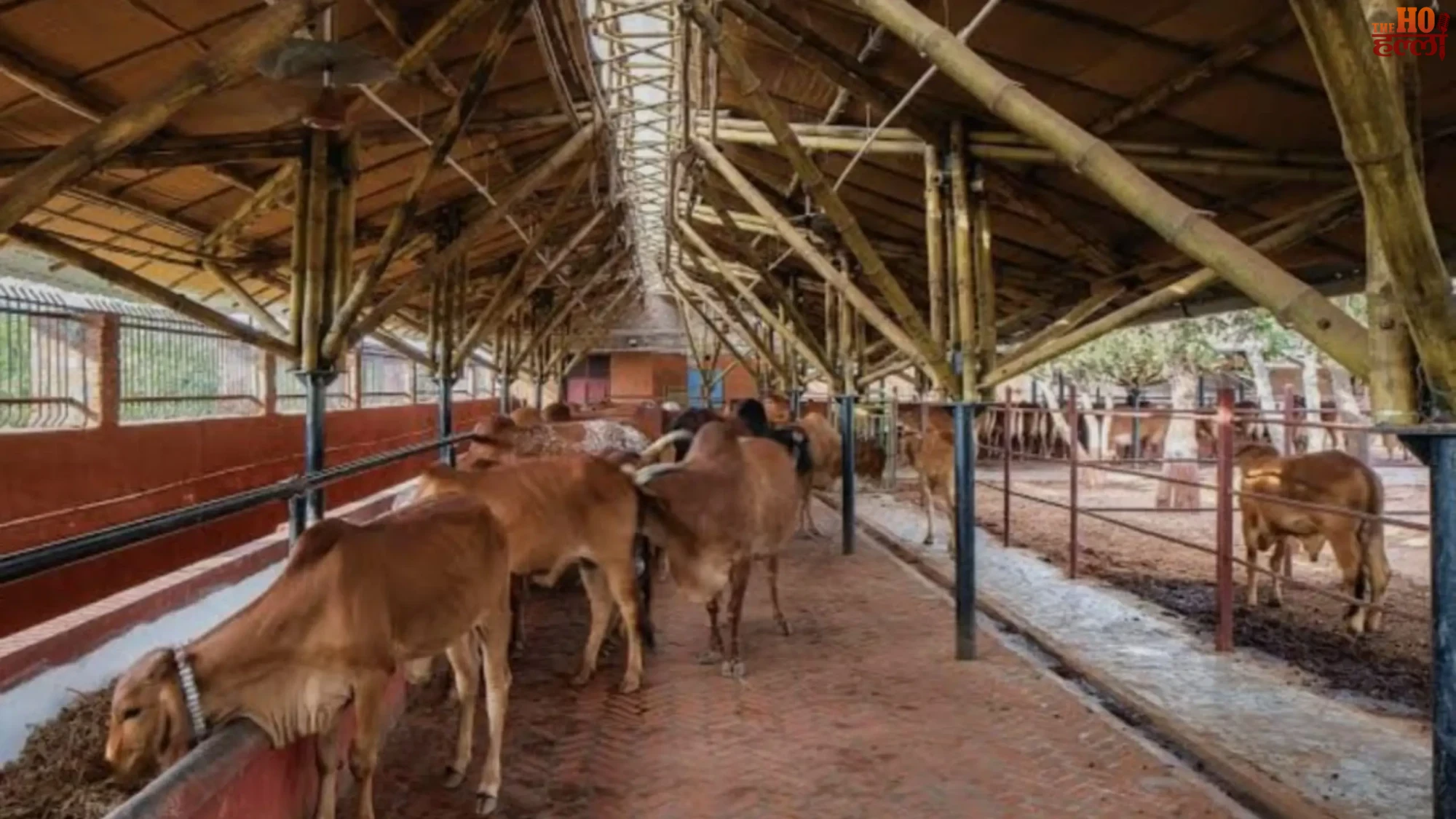 UP Heatwave Yogi Govt Enforces Cow Shelter Safety