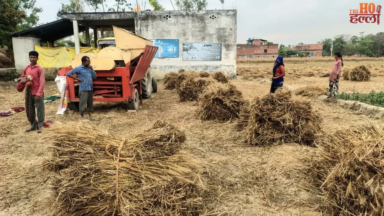 Weather Changes in Barabanki Protecting Wheat Yield
