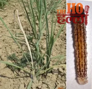 WhatsApp Image 2026-04-26 at 8.50.28 AM