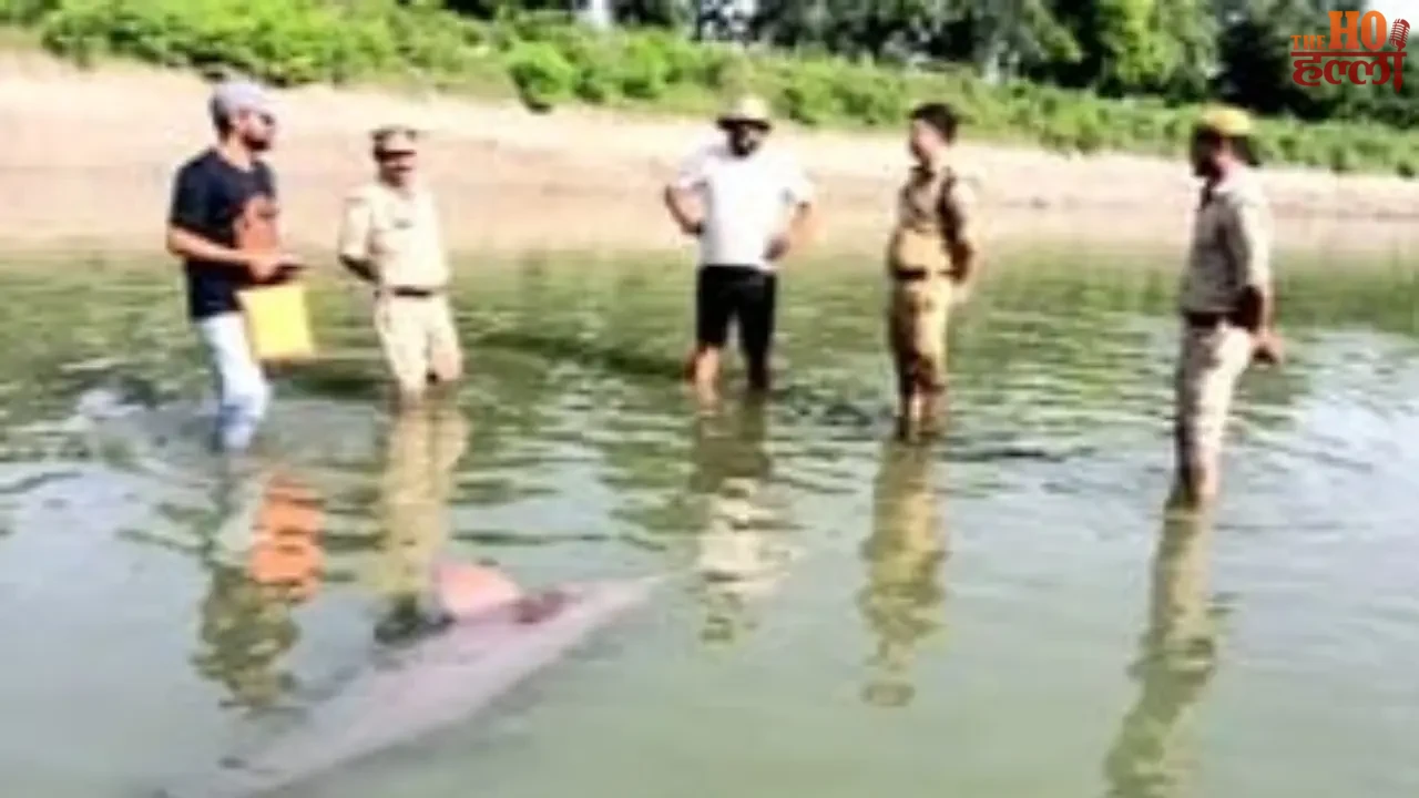 A Ganges dolphin and its baby trapped in canal