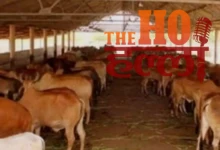 Cowsheds Will Produce 'Green Gold' with Masterplan