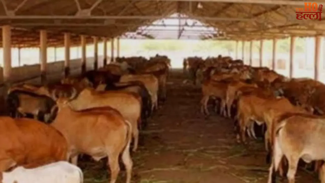 Cowsheds Will Produce 'Green Gold' with Masterplan
