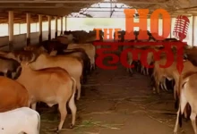 Cowsheds Will Spark a 'Green Economy' with Technology
