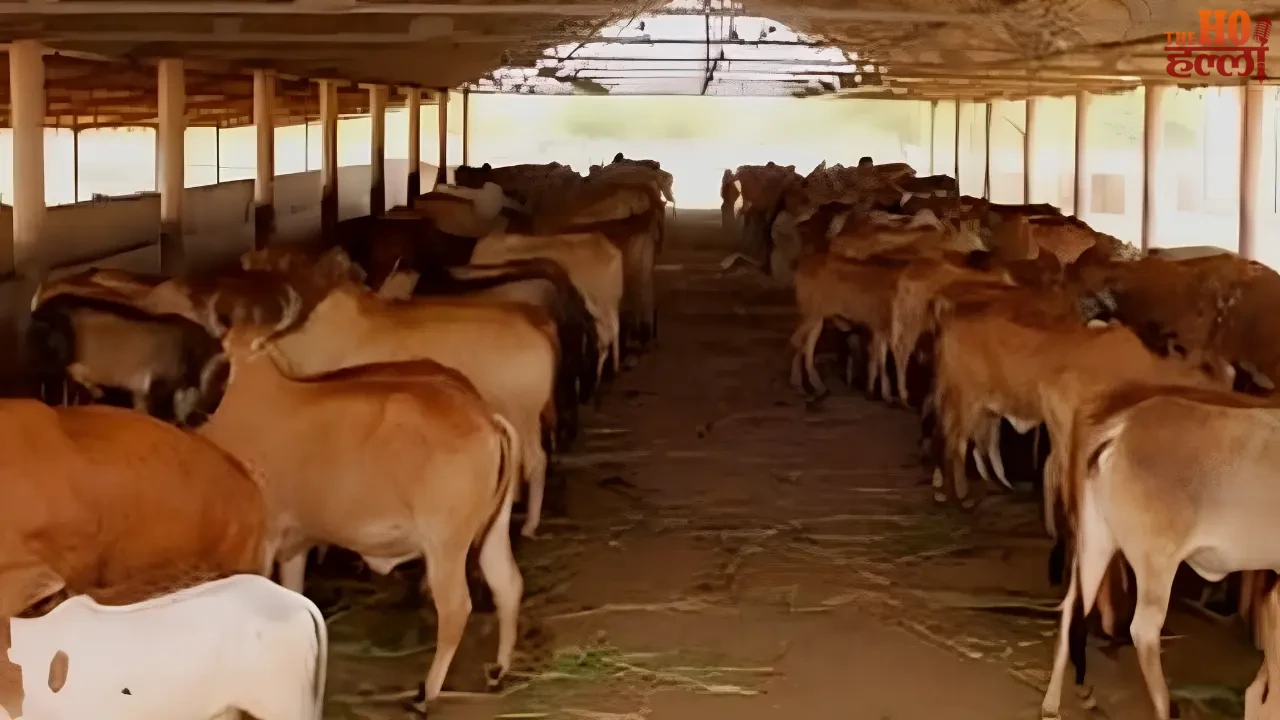 Cowsheds Will Spark a 'Green Economy' with Technology