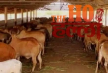 Dairies Will Open in Every Village of Uttar Pradesh