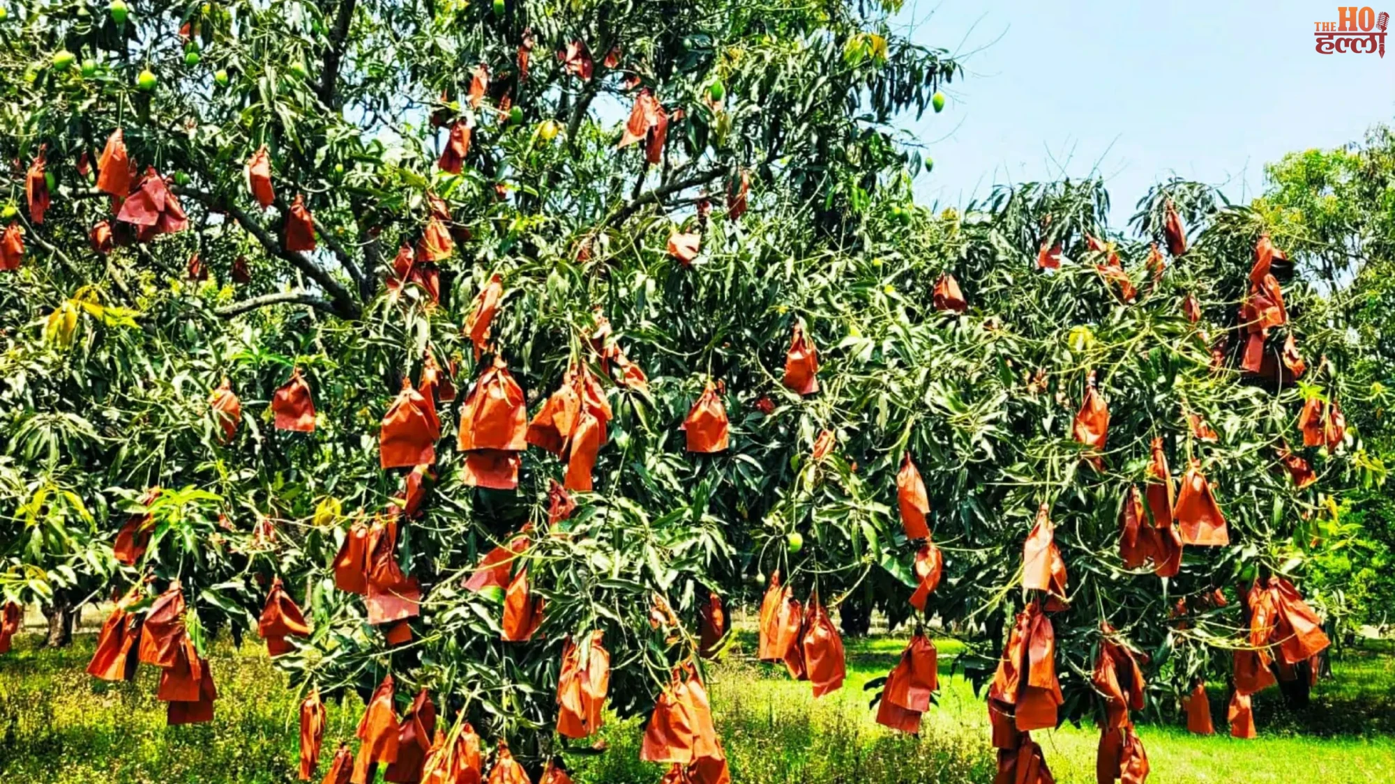 Dasheri Mangoes Get 'Kavach' Enhancing Fruit Quality